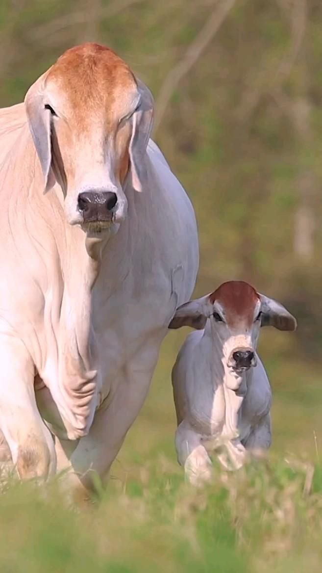 Calf with mother