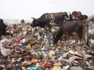 Cattle amid plastic waste