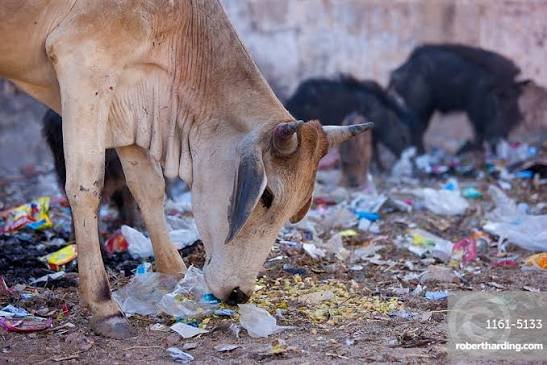 Cow service