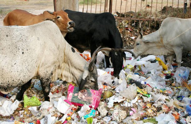 Cow service
