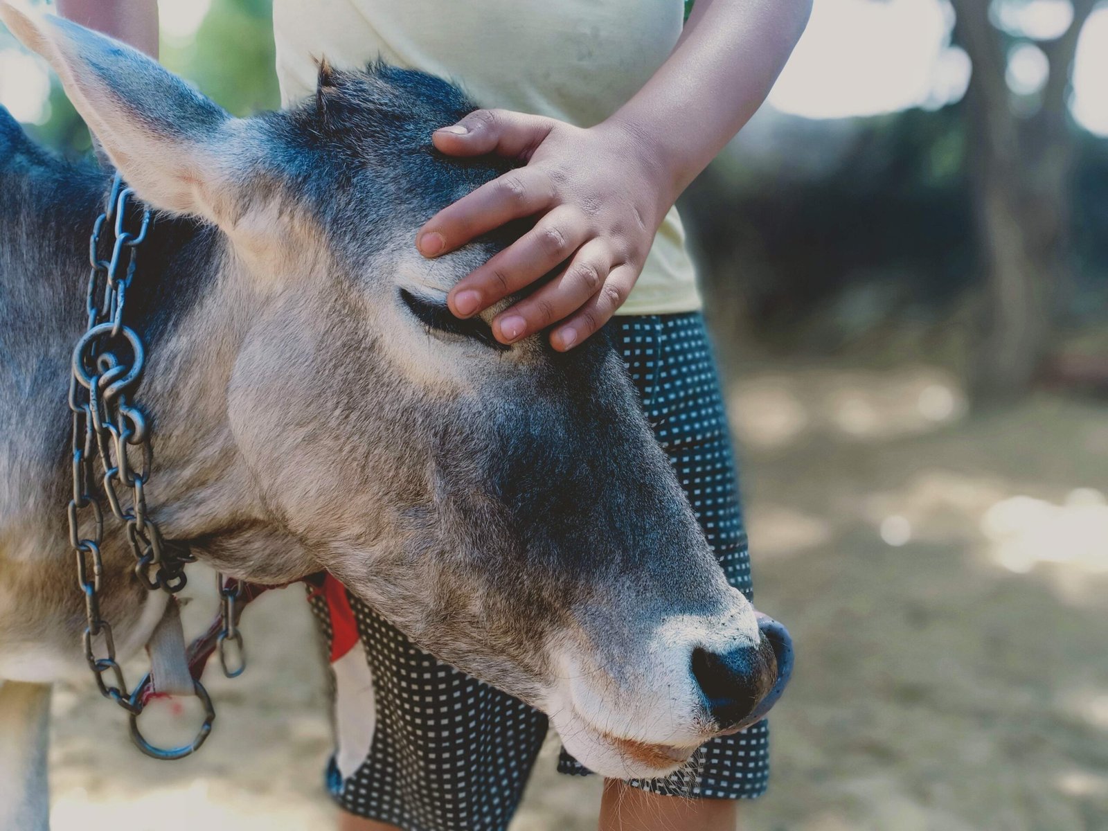 गौशाला की झलक