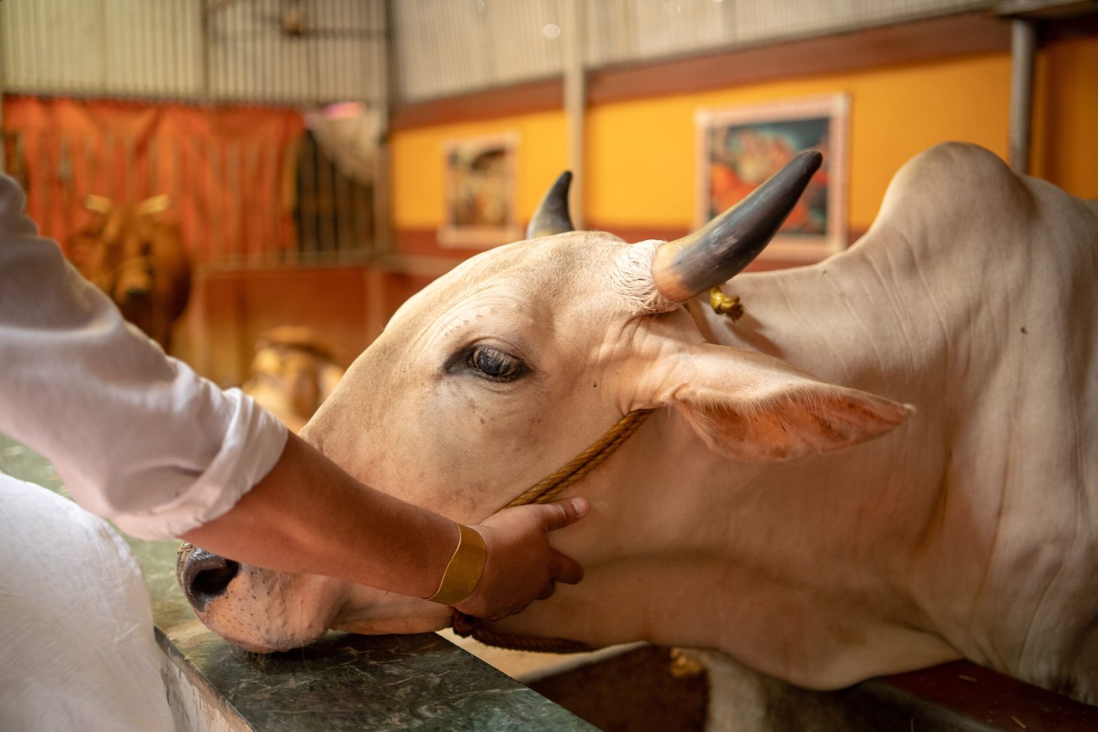 गौशाला में गौवंश की सेवा